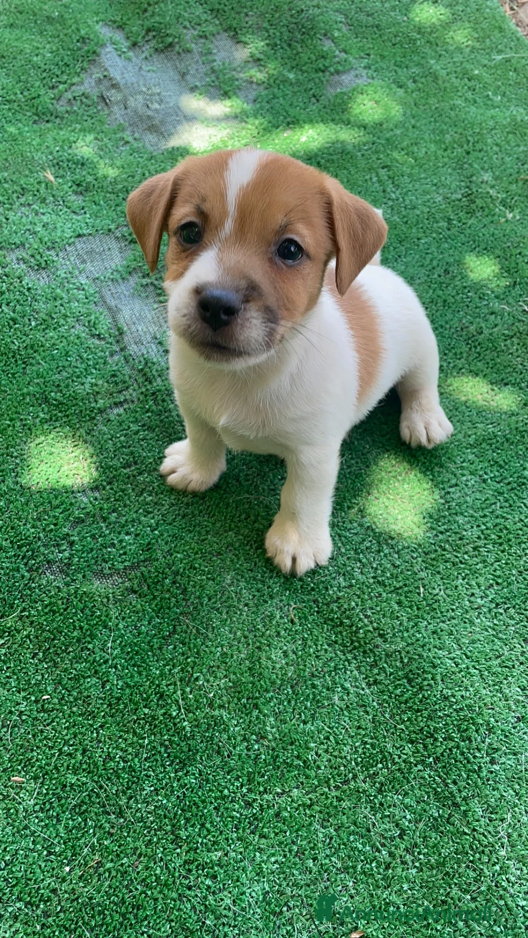Jack Russell cani in vendita: Jack Russell Cuccioli  - Annuncio 8