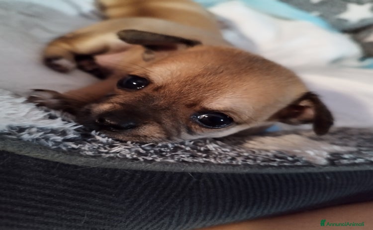 Chihuahua cani a Provincia di Cuneo - Annuncio 7