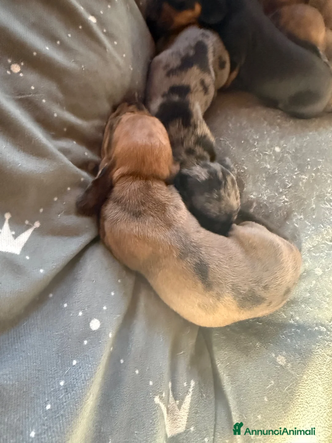 Bassotto Nano cani in vendita: cucciola di bassotto marrone fulvo arlecchina - Annuncio 2