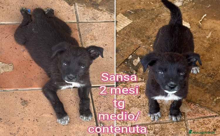 Meticcio cani - Annuncio 19