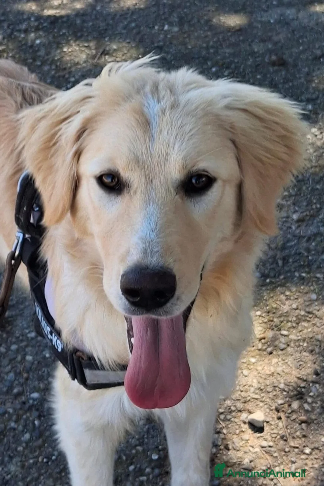 Meticcio cani in regalo: AURA 🩷 più forte di quanto immagini - Annuncio 2