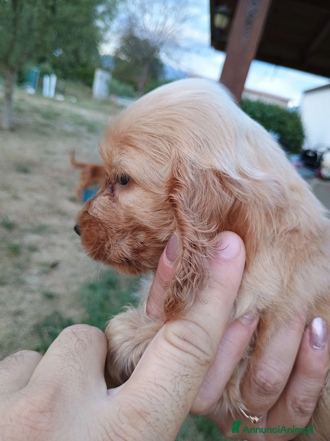Cocker cani in vendita: Cocker spaniel - Annuncio 2