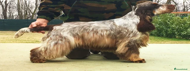 Zibibbo della lontra 