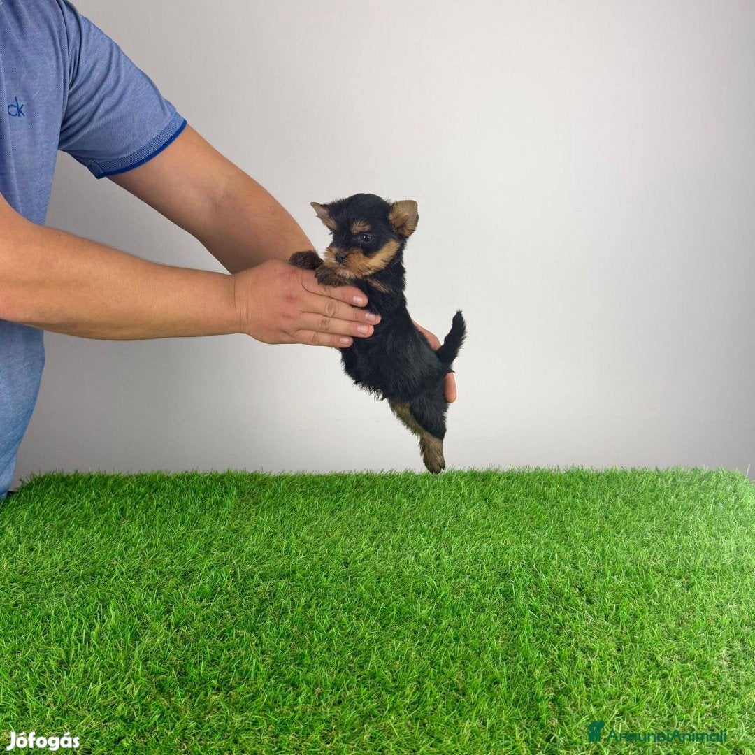 Yorkshire cani in vendita: Yorkshire - Annuncio 2