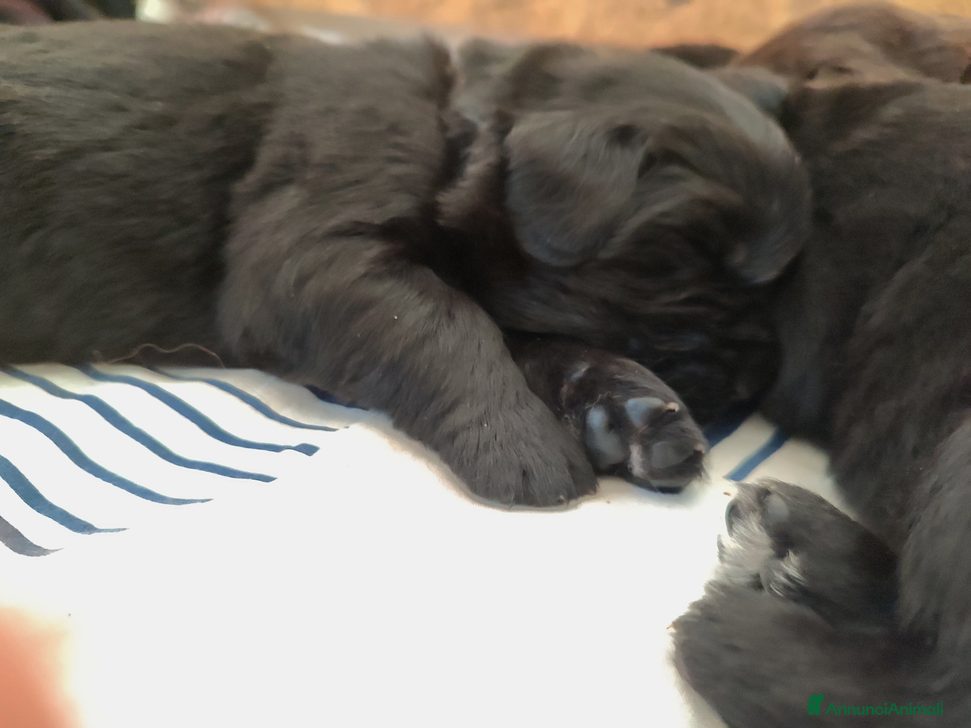 Terranova cani Cuccioli di Terranova neri e brown - Annuncio 1