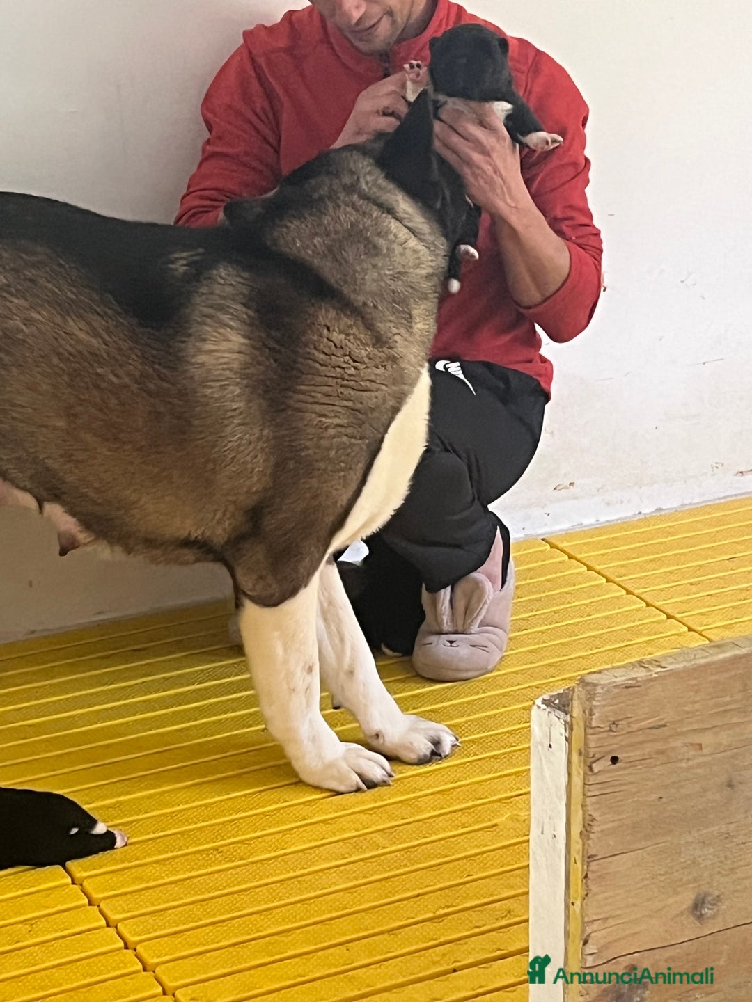 Akita Americano cani in vendita: Cuccioli di Akita americano - Annuncio 1