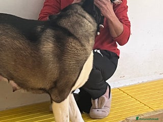 Akita Americano cani Cuccioli di Akita americano - Annuncio 1