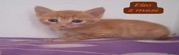 Altre razze gatti in regalo: Gattini destinati alla colonia  a Provincia di Ferrara - Annuncio 3