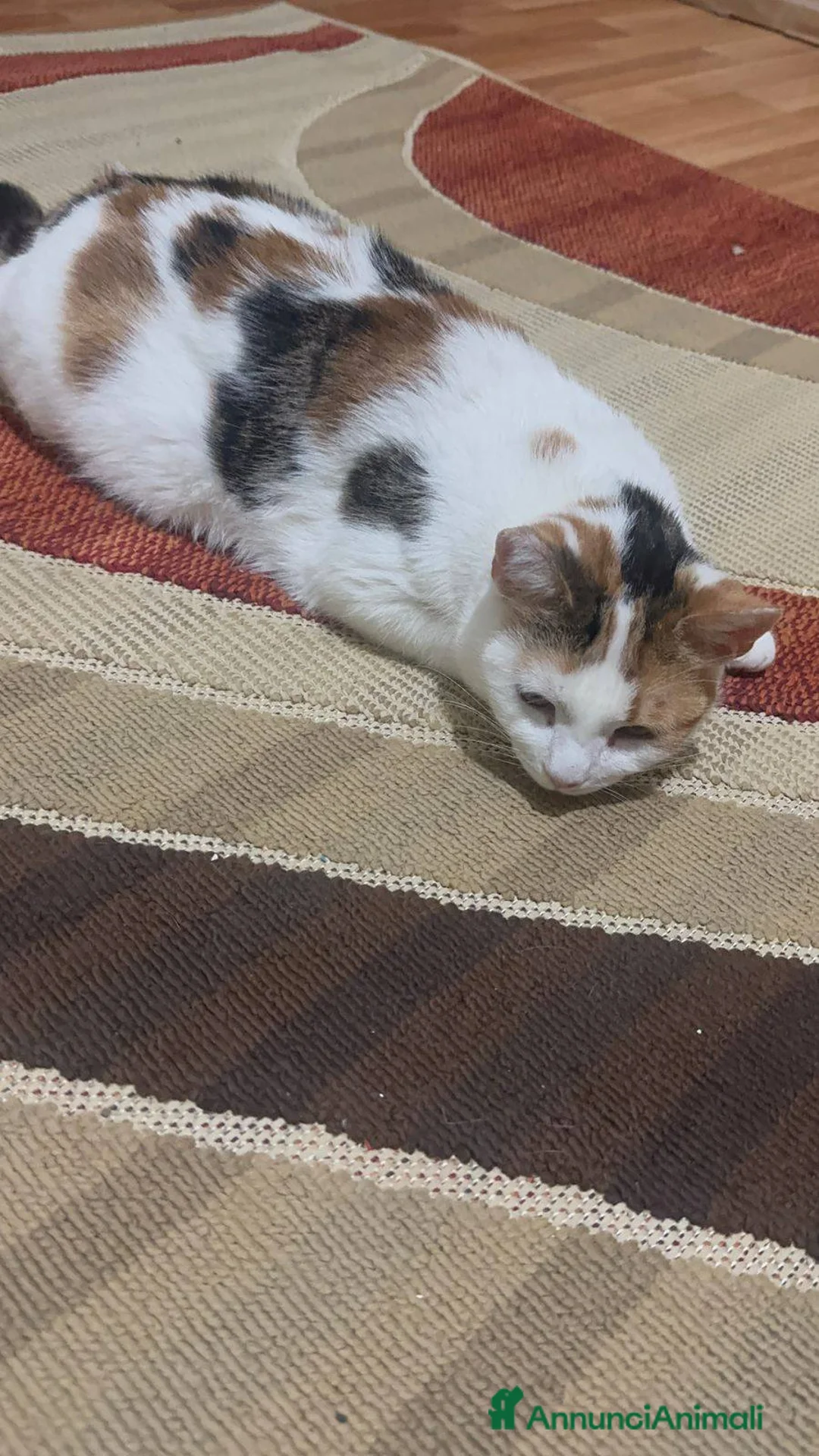 Meticcio gatti in regalo: Nina adorabile gattina - Annuncio 4