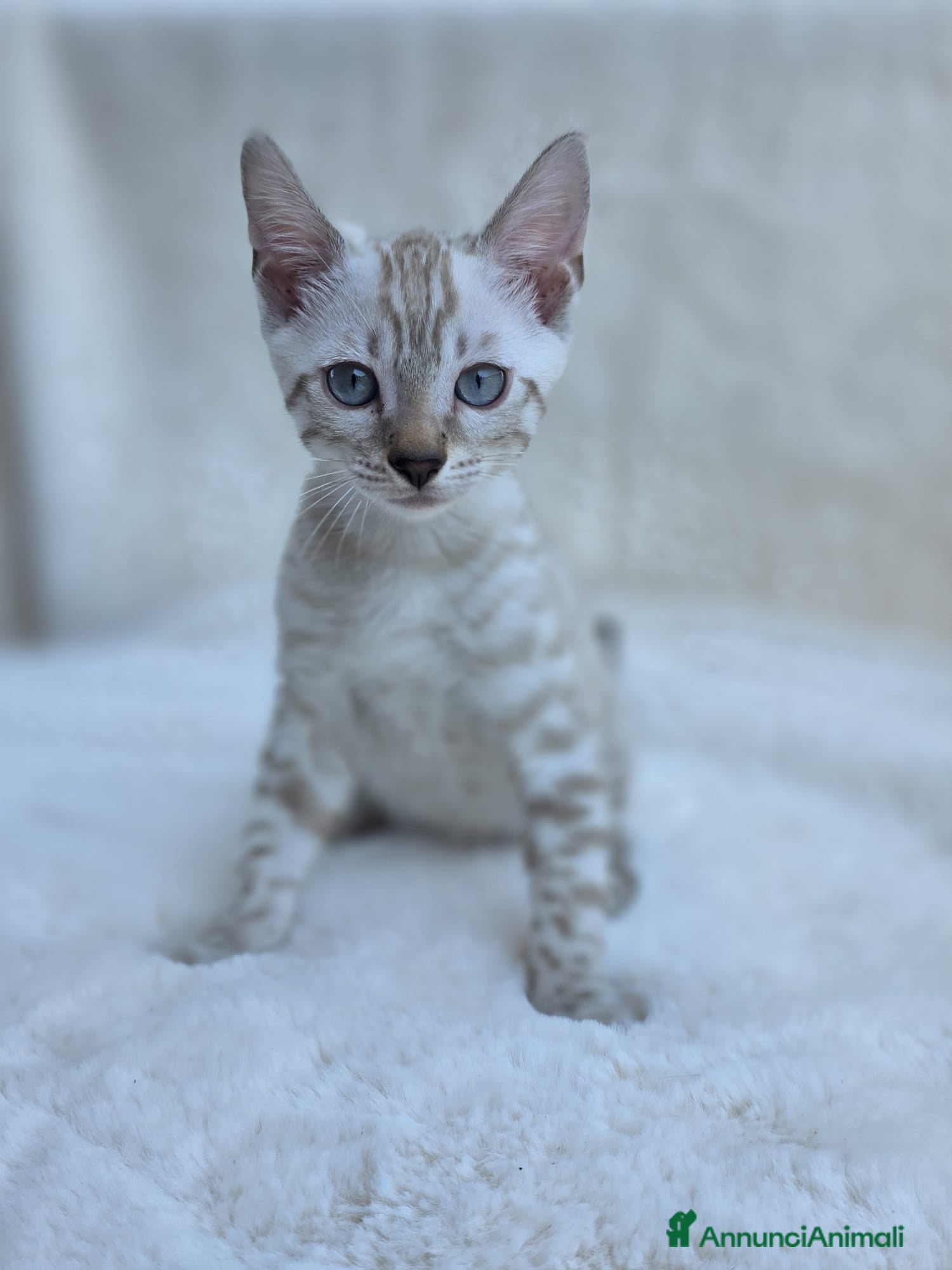 Bengala gatti Cucciolo gatto bengala  - Annuncio 9