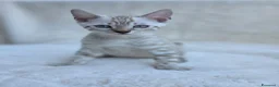 Bengala gatti in vendita: Cucciolo gatto bengala  - Annuncio 1