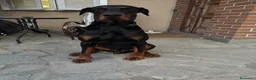 Dobermann cani per accoppiamento: Cane adulto taglia grande maschio  a Provincia di Pavia - Annuncio 2