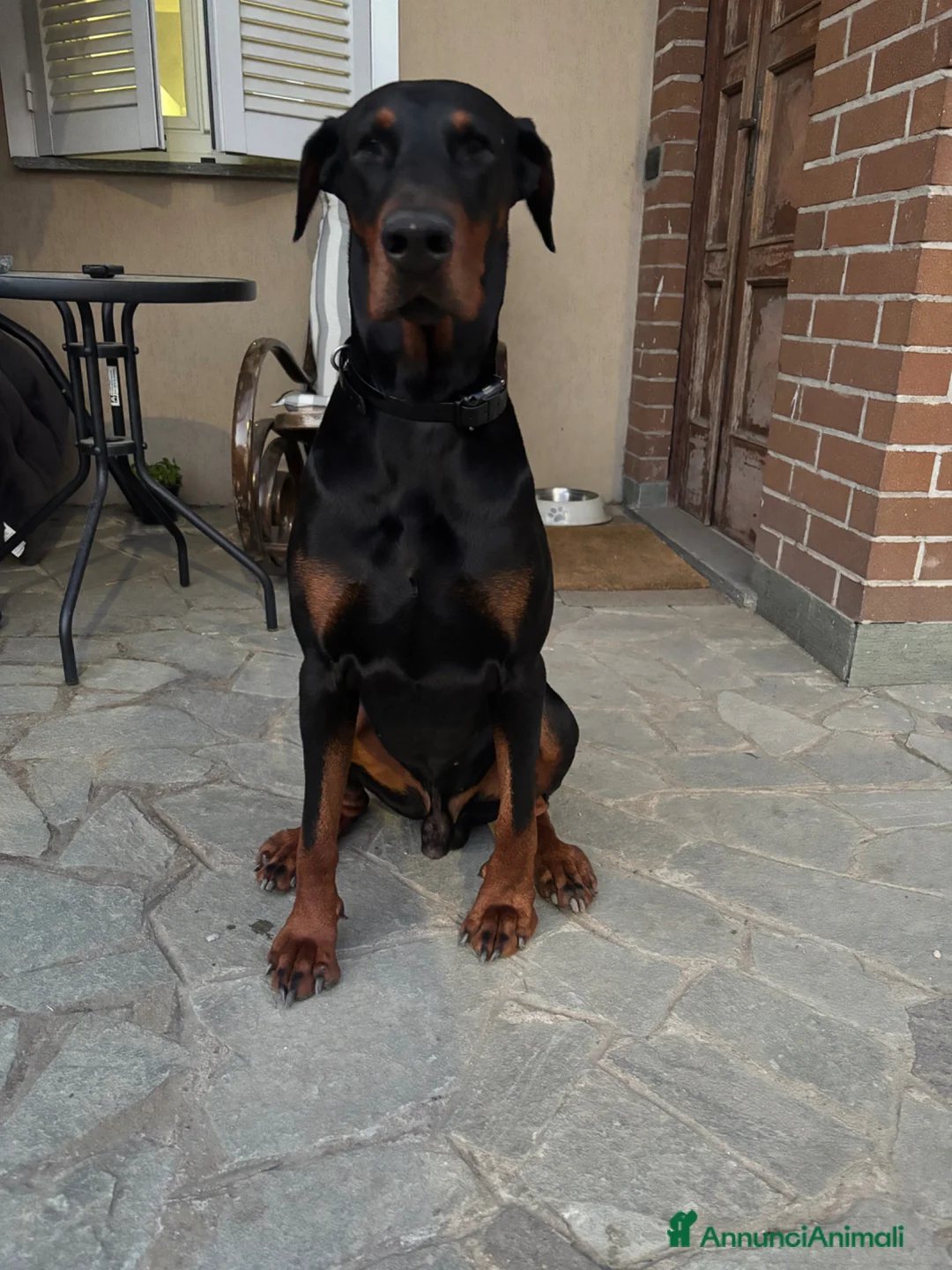 Dobermann cani per accoppiamento: Cane adulto taglia grande maschio  a Provincia di Pavia - Annuncio 2