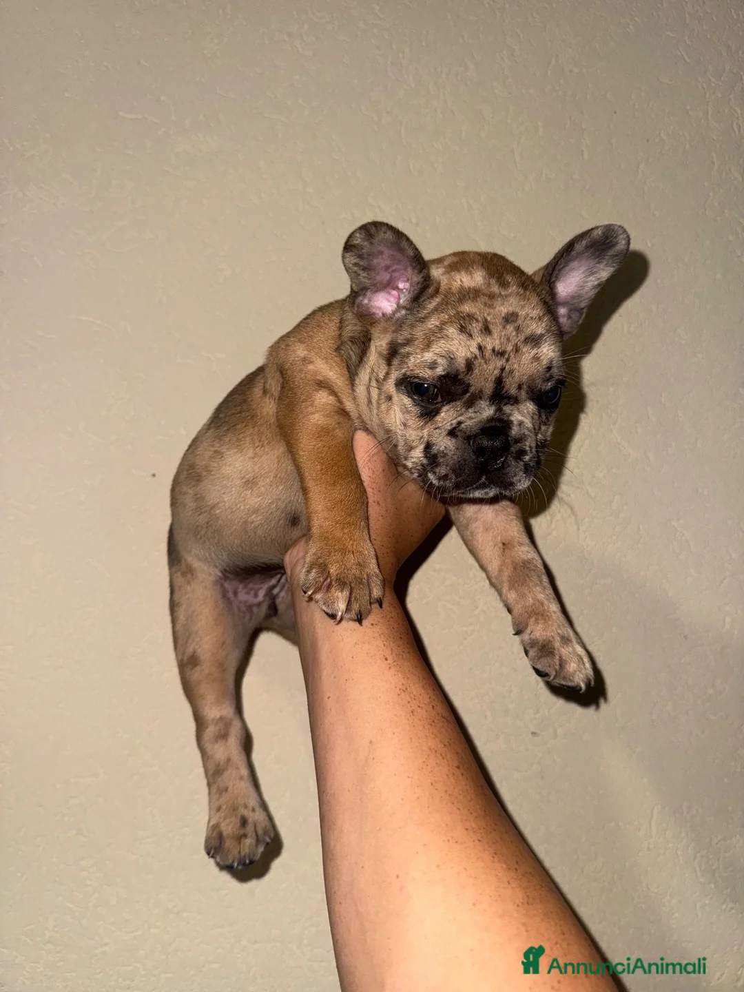 Bulldog Francese cani in vendita: vendita di bulldog francese  a Città metropolitana di Palermo - Annuncio 2