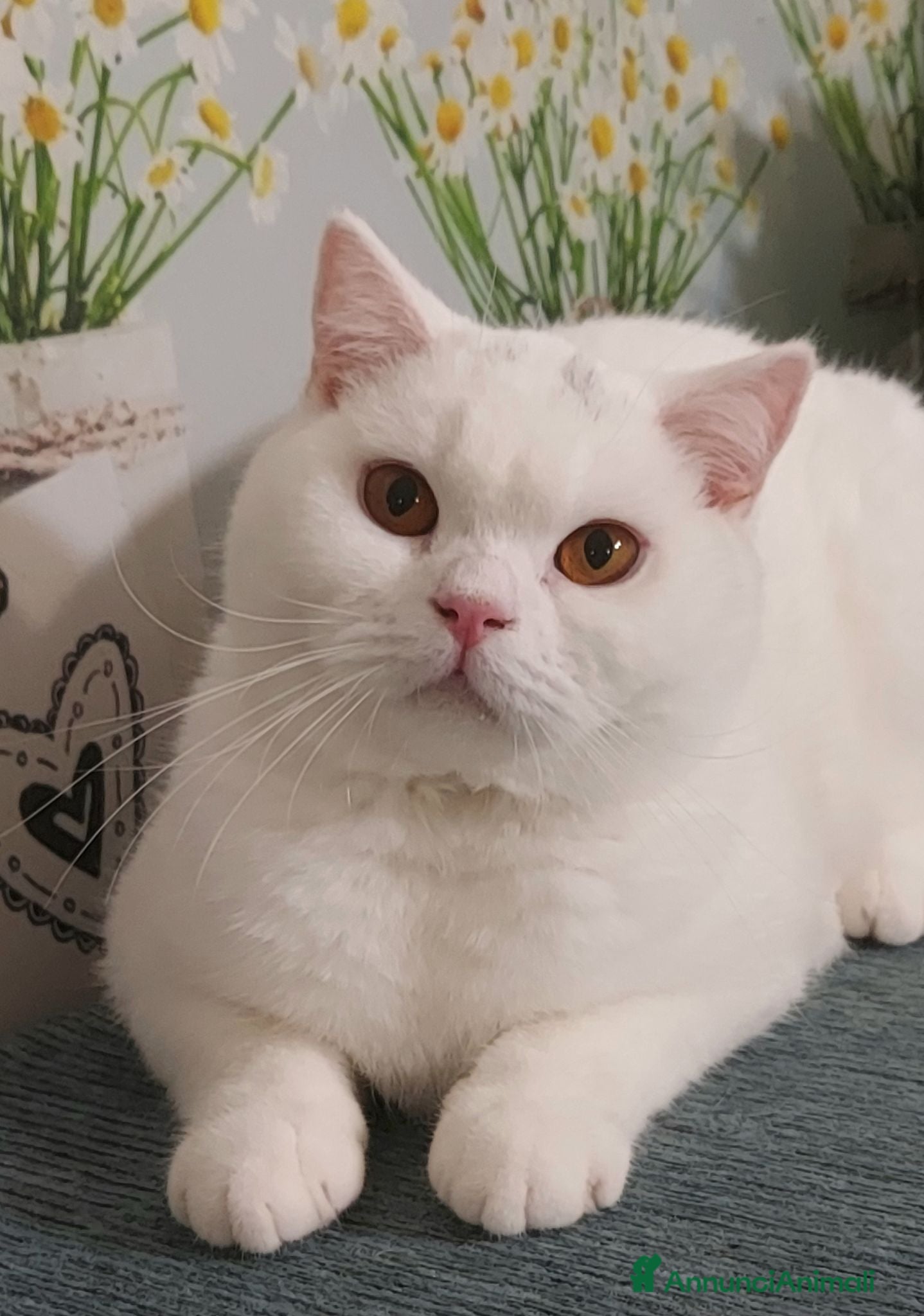 British gatti British Shorthair Memo  - Annuncio 16