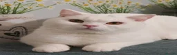 British gatti in vendita: British Shorthair Memo  - Annuncio 1