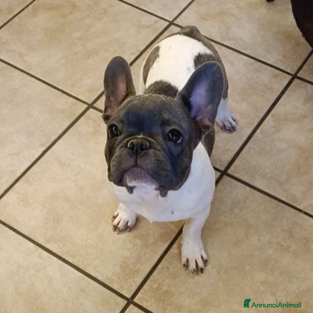 Bulldog Francese cani in vendita: Bulldog francesi esotiche - Annuncio 9