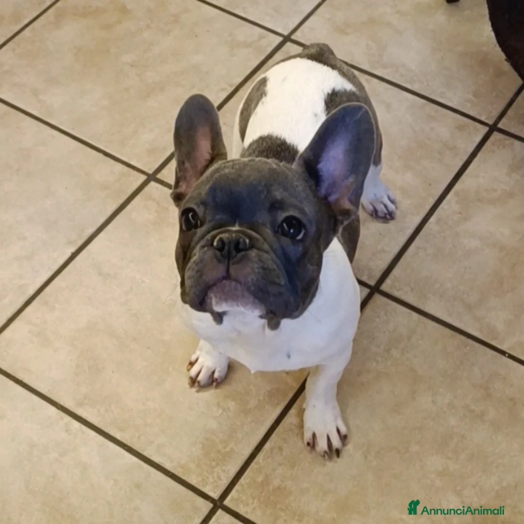 Bulldog Francese cani in vendita: Bulldog francesi esotiche - Annuncio 9