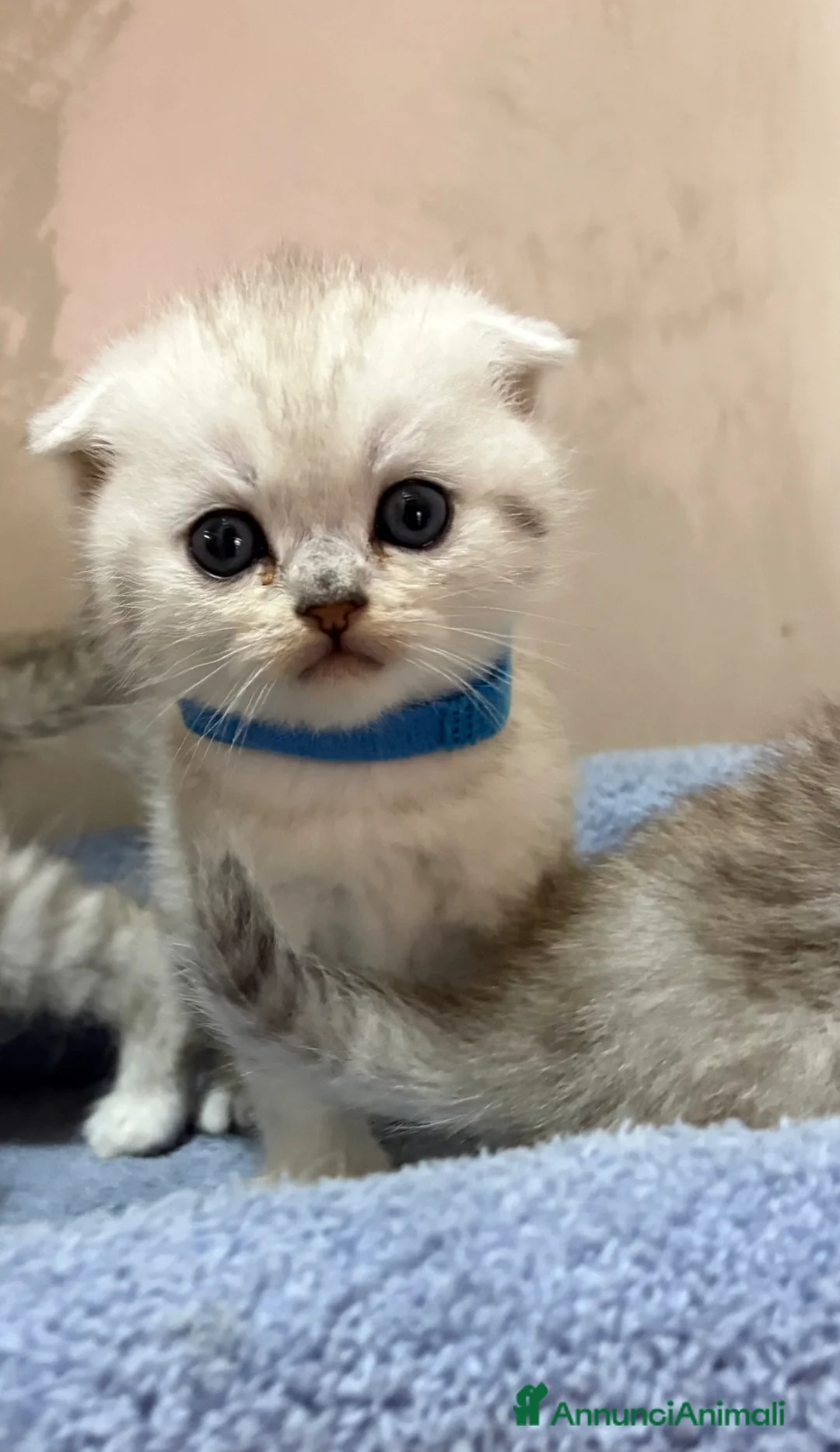 British gatti in vendita: Scottish fold sthrait  - Annuncio 8