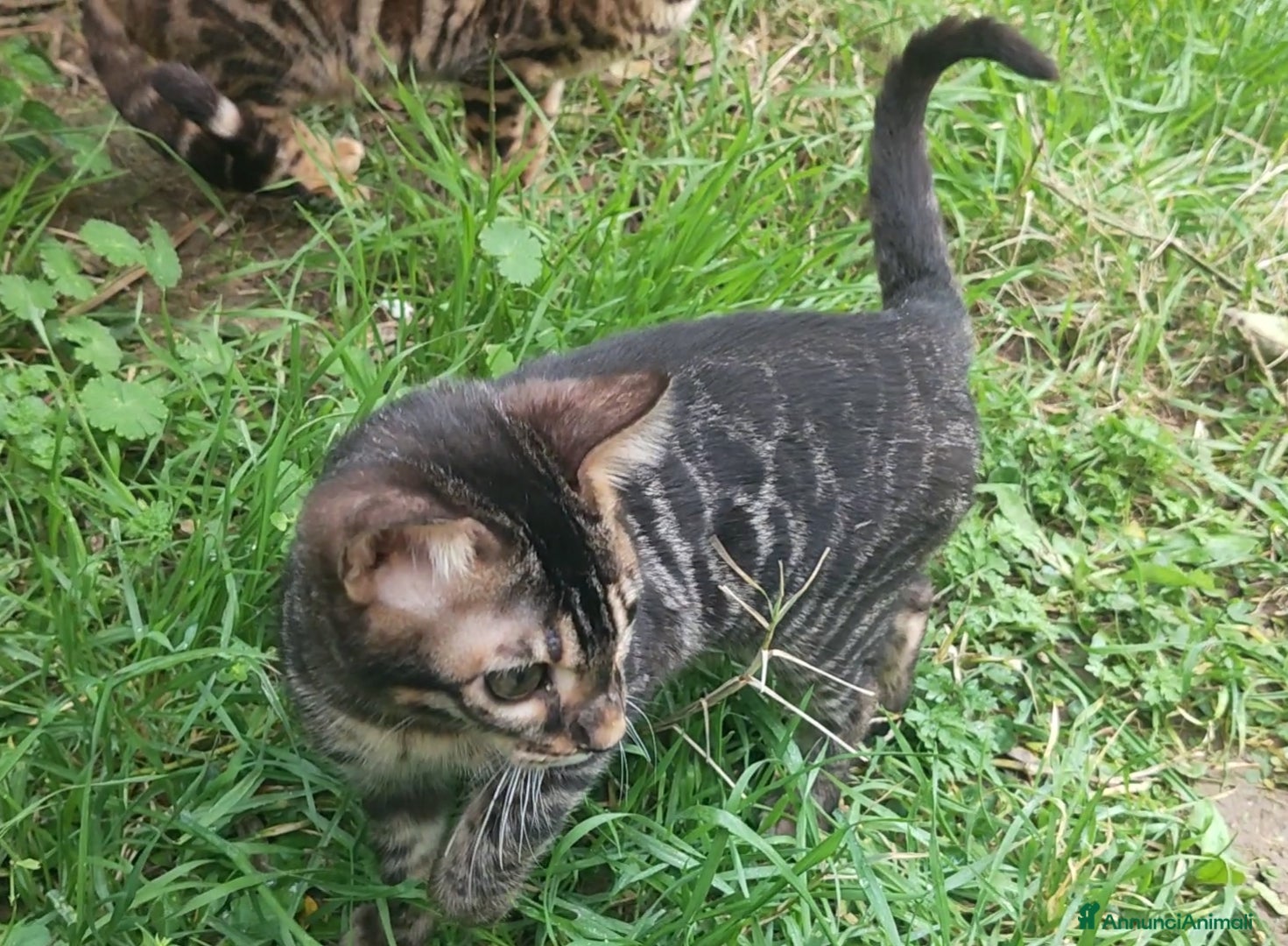 Bengala gatti Gatto Bengala maschio  - Annuncio 1