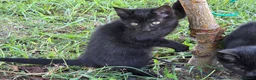 Meticcio gatti in regalo: Cuccioli Gattini a Provincia di Catanzaro - Annuncio 4