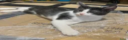 Europeo gatti in regalo: Gattini stupendi 🤩  - Annuncio 7