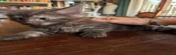 Maine Coon gatti in vendita: Meravigliosi cuccioli Maine Coon a Città metropolitana di Roma Capitale - Annuncio 16