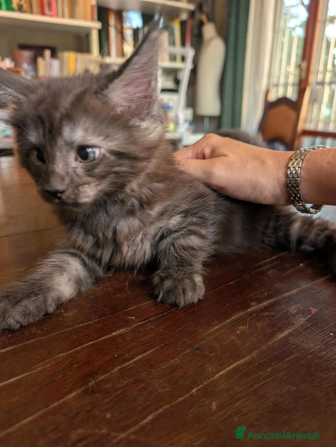 Maine Coon gatti in vendita: Meravigliosi cuccioli Maine Coon a Città metropolitana di Roma Capitale - Annuncio 16