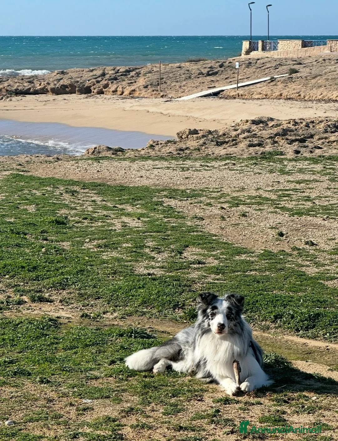 Border Collie cani per accoppiamento: Border Collie maschio Blue Merle per monta - Annuncio 2