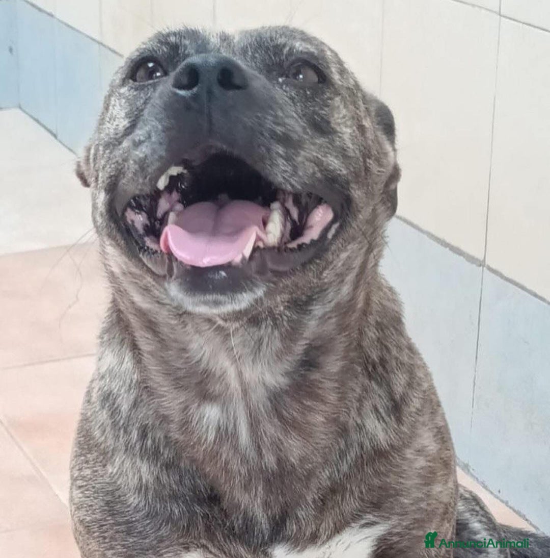 Meticcio cani in regalo: CETTINA simil pit 3 anni cerca casa a Provincia di Latina - Annuncio 5