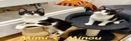 Europeo gatti in regalo: MIMI E MINOU DOLCISSIME SORELLINE - Annuncio 1