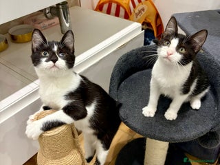 Europeo gatti MIMI E MINOU DOLCISSIME SORELLINE - Annuncio 29