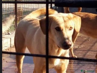 Meticcio cani 6/7anni portato in canile 6anni fa dai padroni.SUD a Città metropolitana di Milano - Annuncio 22