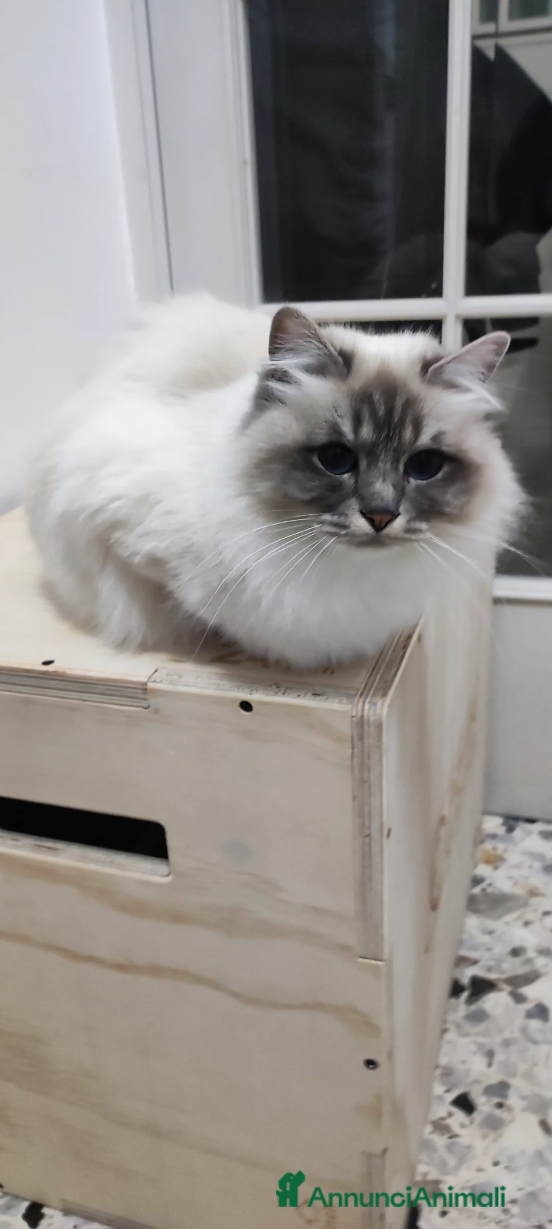 Sacro di Birmania gatti in vendita: Sacro di Birmania  - Annuncio 2