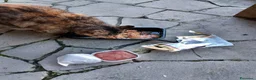 Meticcio gatti in regalo: GATTA ADULTA a Città metropolitana di Milano - Annuncio 5