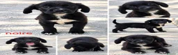 Meticcio cani in regalo: Cuccioli di taglia media piccola  - Annuncio 3