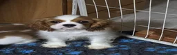 Cavalier King cani in vendita: 3 bellissimi cavalier king  - Annuncio 5