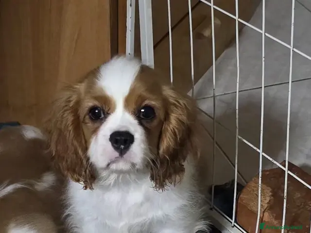 Cavalier King cani 3 bellissimi cavalier king - Annuncio 1