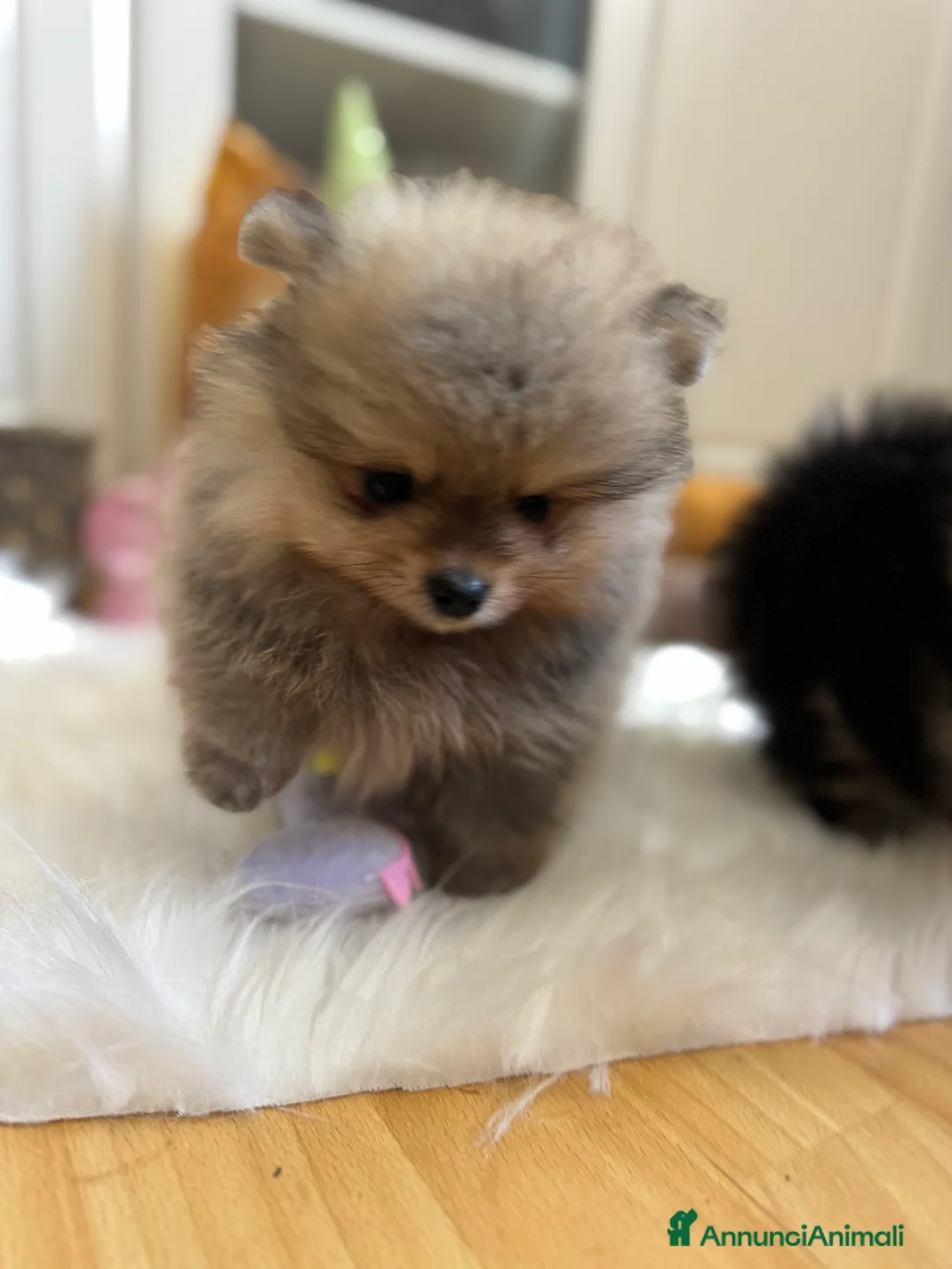 Volpino Pomerania cani in vendita: Volpino di Pomerania - Annuncio 14