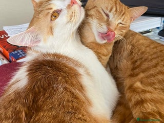 Europeo gatti Petra e Miniato dolci rossini - Annuncio 32