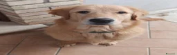 Golden Retriever cani per accoppiamento: Golden retriever americano - Annuncio 7