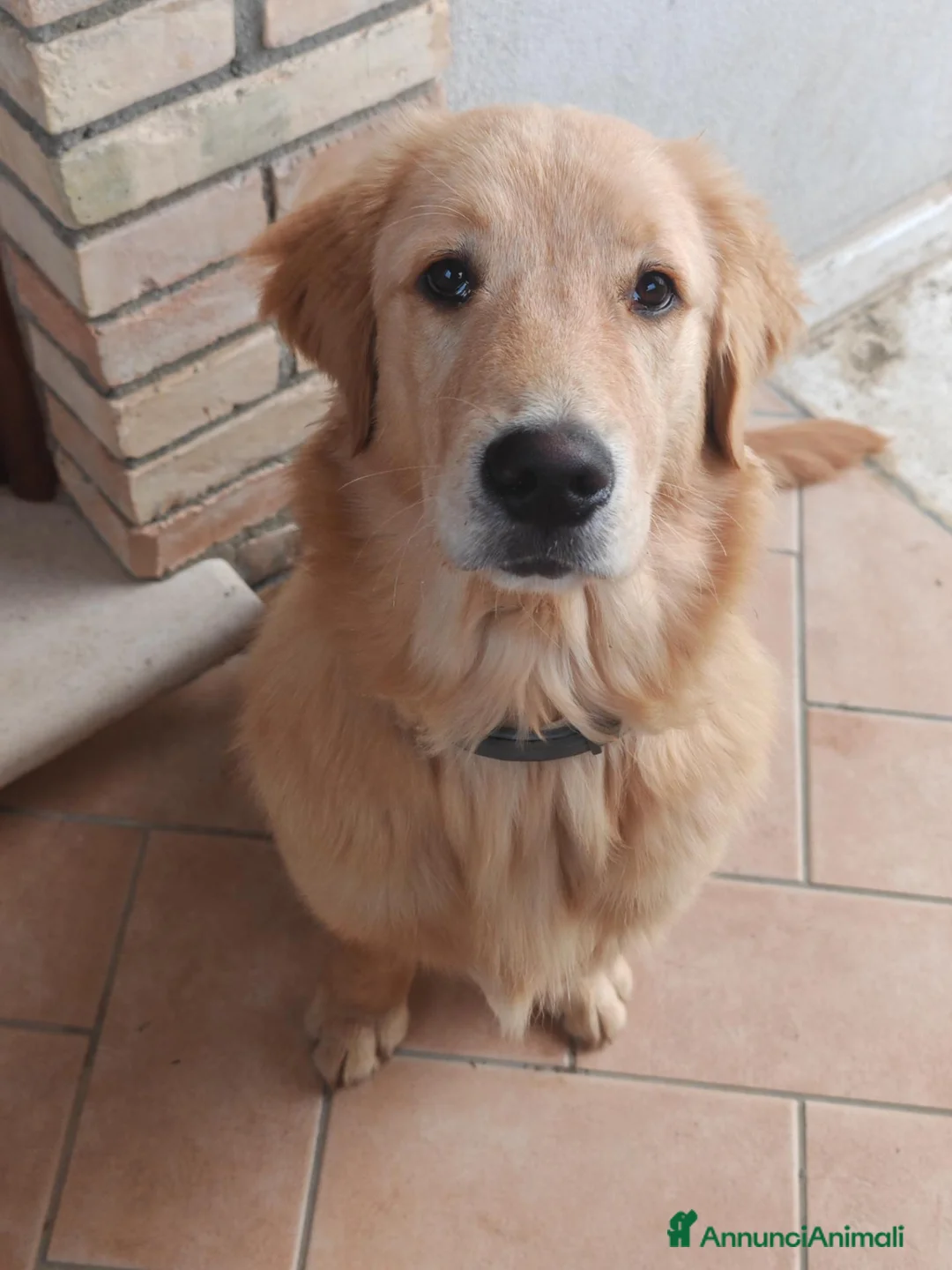 Golden Retriever cani per accoppiamento: Golden retriever americano - Annuncio 7