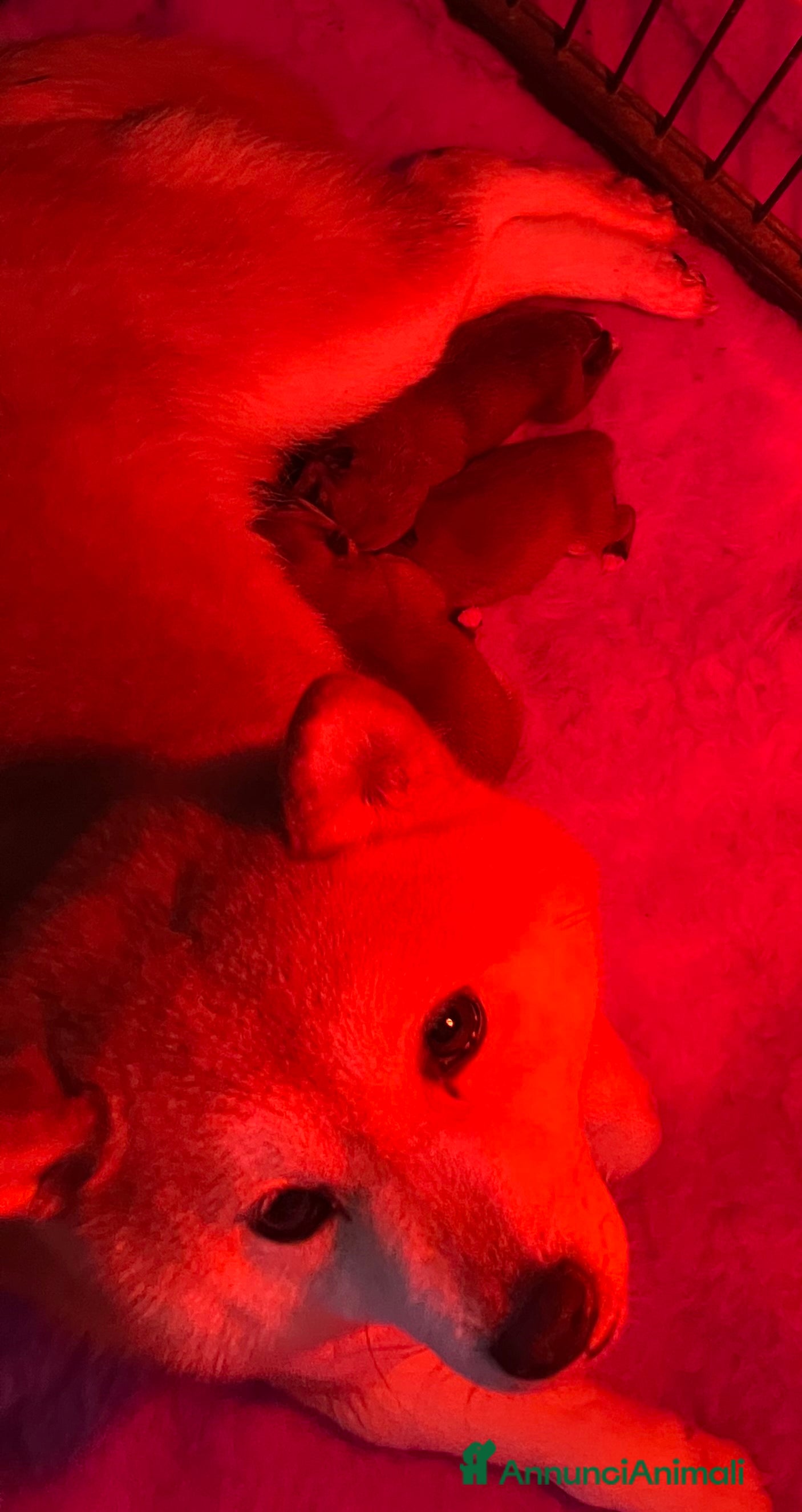 Shiba Inu cani Shiba inu cuccioli  - Annuncio 1