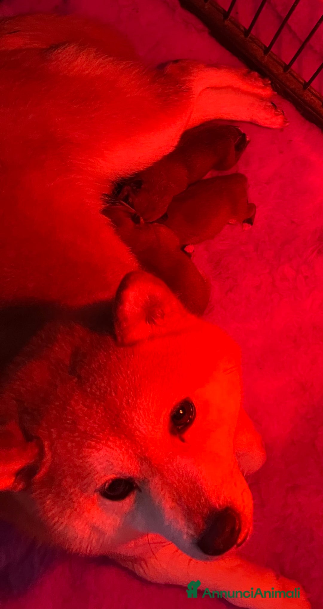 Shiba Inu cani in vendita: Shiba inu cuccioli  - Annuncio 1