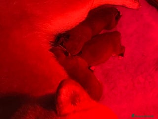 Shiba Inu cani Shiba inu cuccioli - Annuncio 1