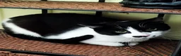 Europeo gatti in regalo: Jimmy, giocherellone e tutte fusa  a Provincia di Bergamo - Annuncio 3