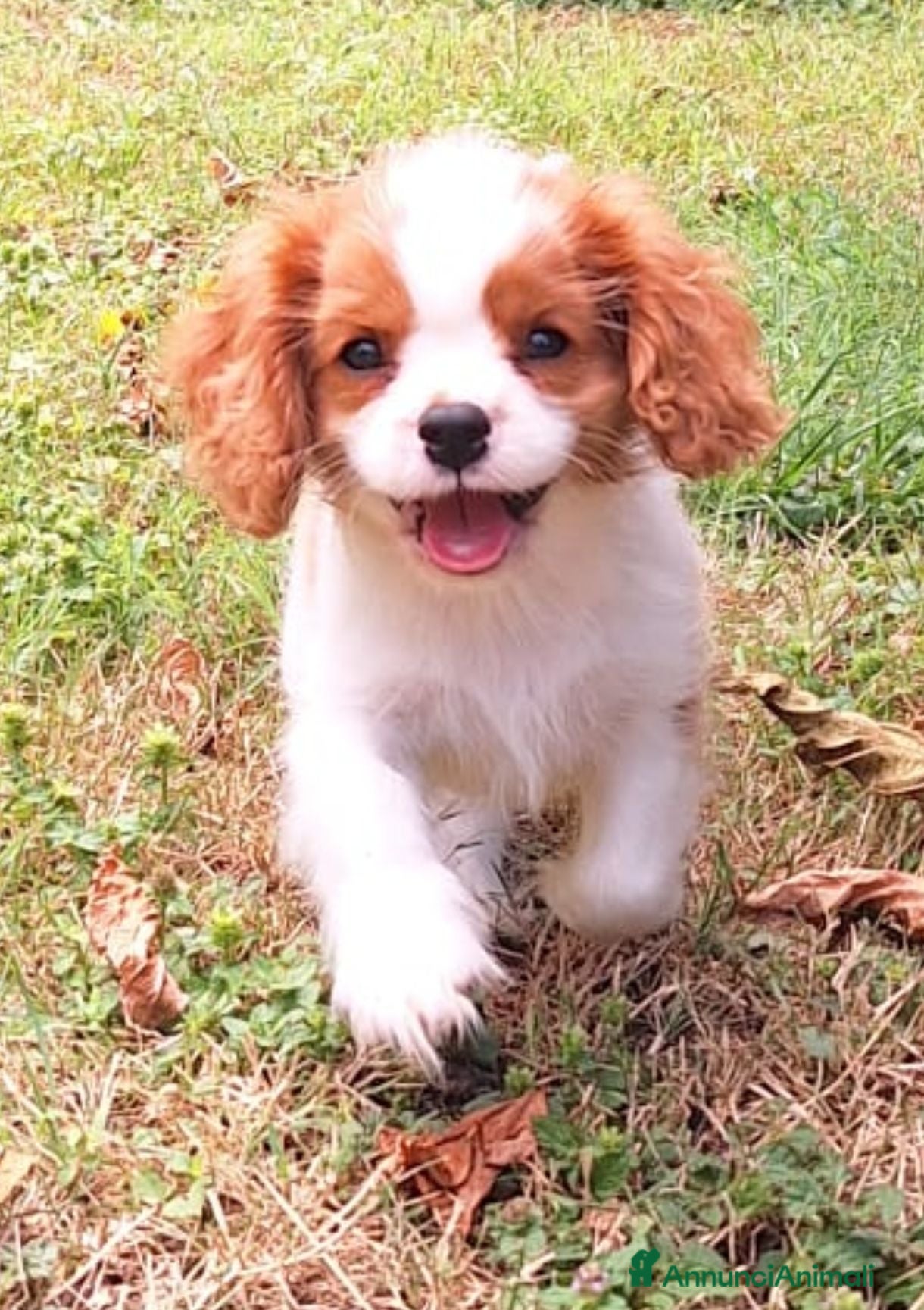 Cavalier King cani Cucciolata Cavalier King - Annuncio 1