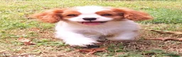 Cavalier King cani in vendita: Cucciolata Cavalier King - Annuncio 1