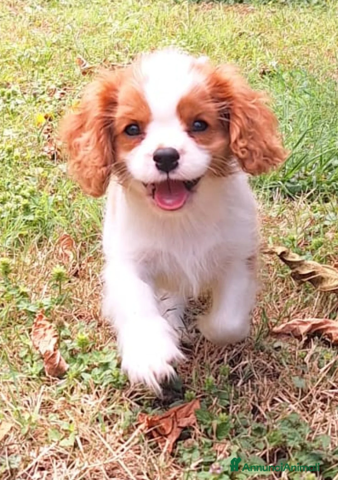 Cavalier King cani in vendita: Cucciolata Cavalier King - Annuncio 1
