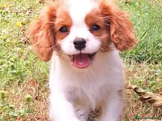 Cavalier King cani Cucciolata Cavalier King - Annuncio 1